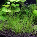 植栽から16日目　ヘアーグラスショート